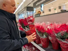 Comprando poinsettias en el supermercado