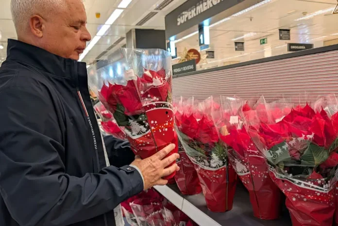 Comprando poinsettias en el supermercado Comprando poinsettias en el supermercado