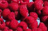 Compuestos fenólicos como antioxidantes naturales