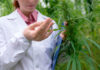 Consumo de cannabis