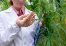 Consumo de cannabis