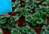 Control del Trips en Cyclamen