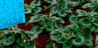 Control del Trips en Cyclamen