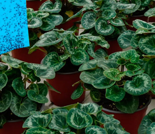Control del Trips en Cyclamen