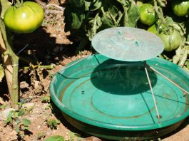 Control de la Tuta absoluta en tomateras