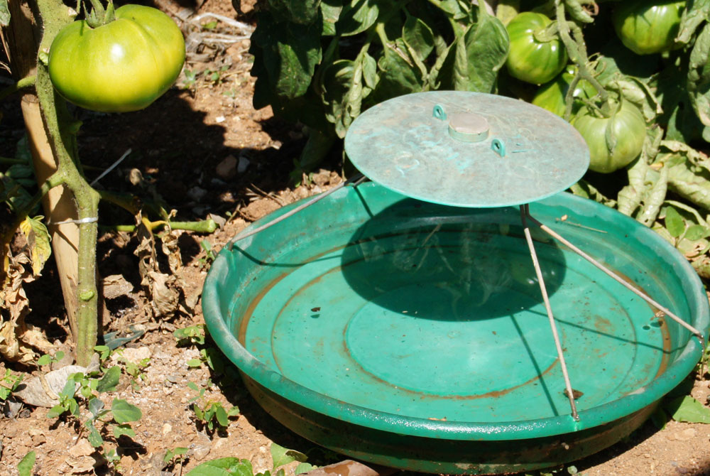 Control de la Tuta absoluta en tomateras