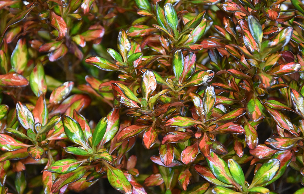 Coprosma repens