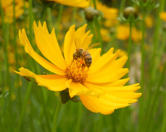 Coreopsis lanceolata