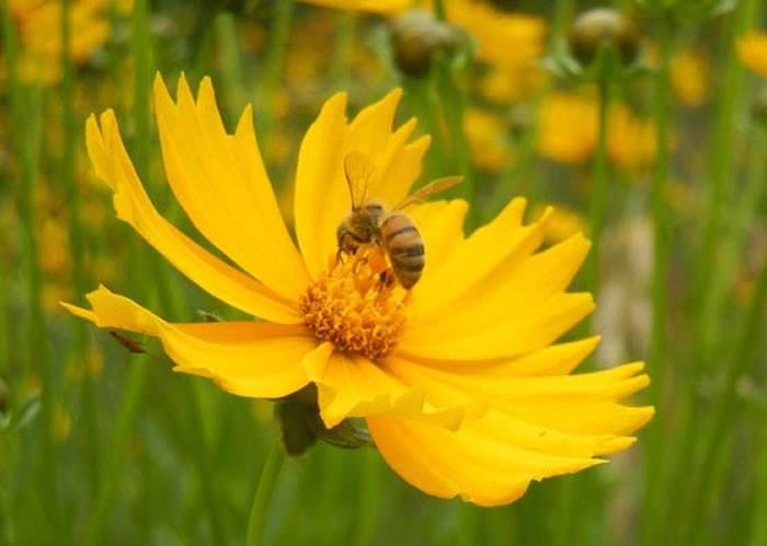 coreopsis lanceolata