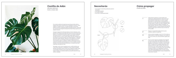 Costilla de Adán, propagación