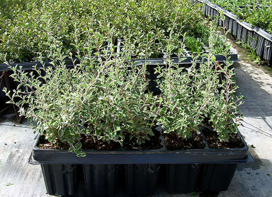 Cotoneaster franchetii en bandejas para plantas de restauración