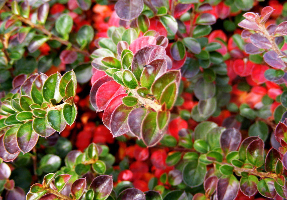 Cotoneaster horizontalis