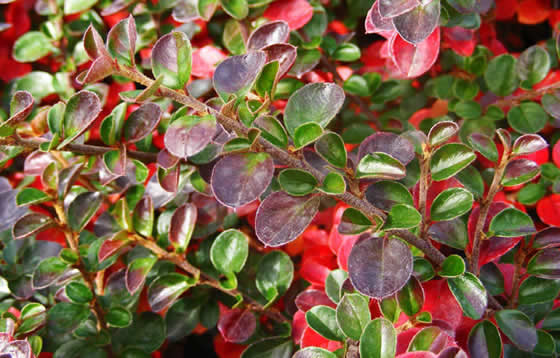 Cotoneaster horizontalis