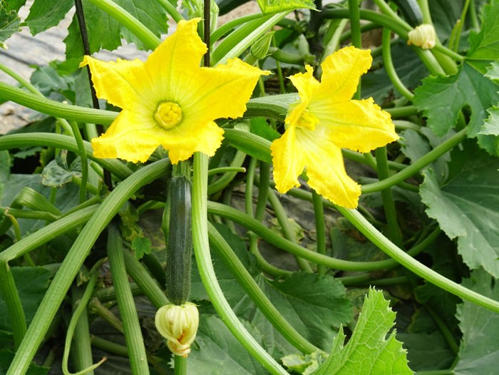 Productos para floración y cuajado de frutos