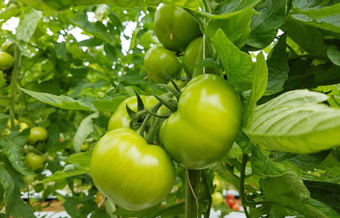 Productos para floración y cuajado de frutos