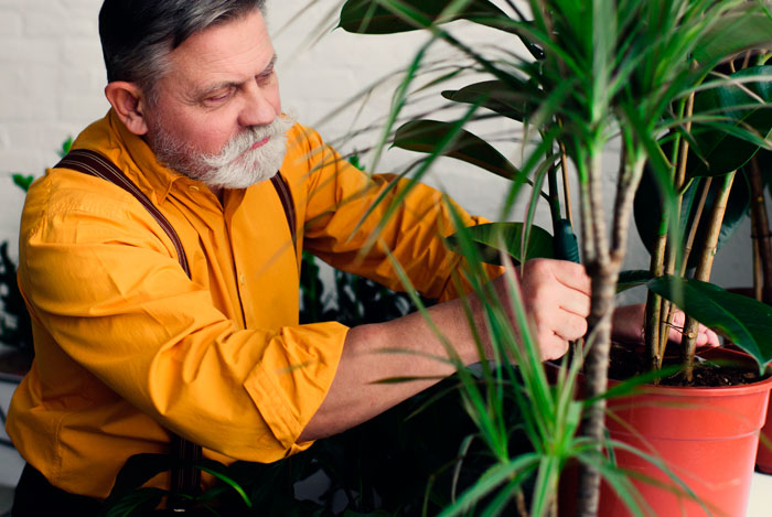 Cuidado de las plantas en interior