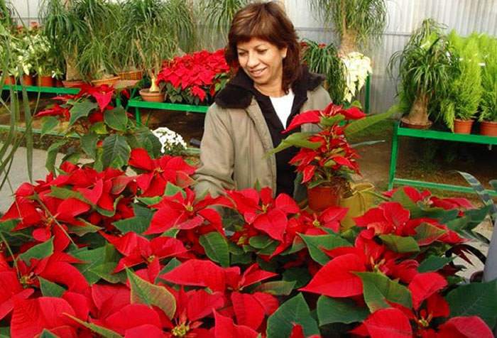 Los cuidados de la Poinsettia