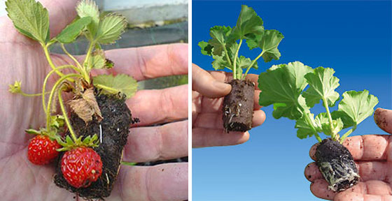 Cultipot para el enraizado de esquejes