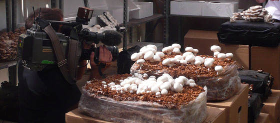 Cultivar setas comestibles