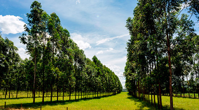 Cultivo de bosques sostenible