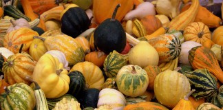 Calabazas decorativas