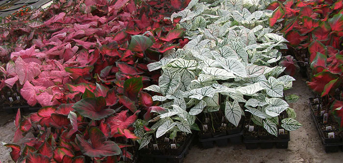 Cultivo del Caladium