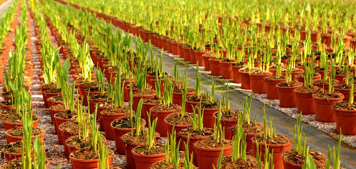 Cultivo de la cala de colores | Revista de Flores, Plantas, Jardinería, Paisajismo Medio ambiente