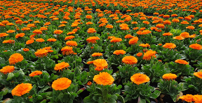 Calendula officinalis | Revista de Flores, Plantas, Jardinería, Paisajismo  y Medio ambiente