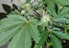 Cultivo de cannabis en casa