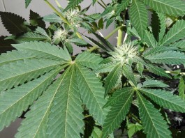 Cultivo de cannabis en casa