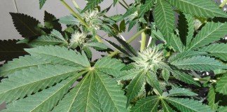 Cultivo de cannabis en casa