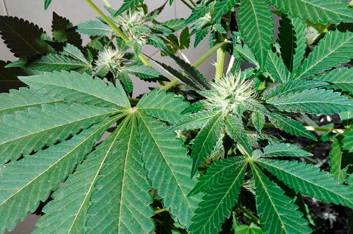 Cultivo de cannabis en casa
