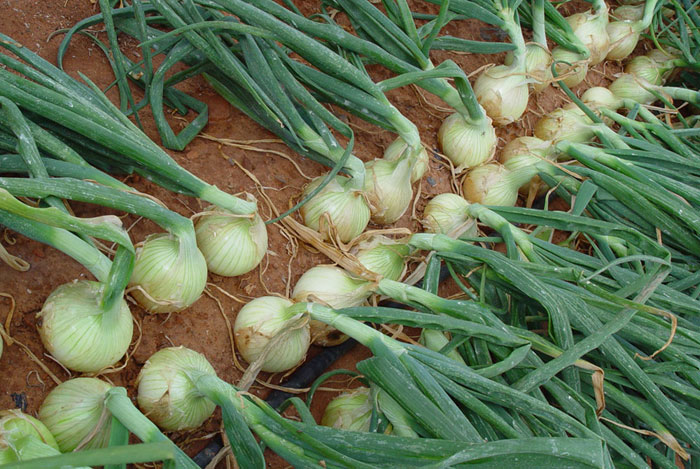 Cultivo de cebolla valenciana