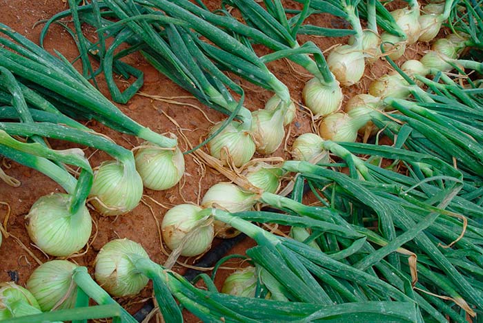 Plantas de cebollas