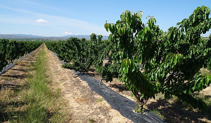 Cultivo de cerezos