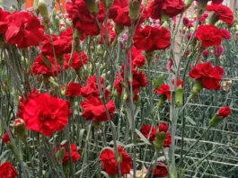 El cultivo del clavel para flor cortada El cultivo del clavel para flor cortada en invernadero