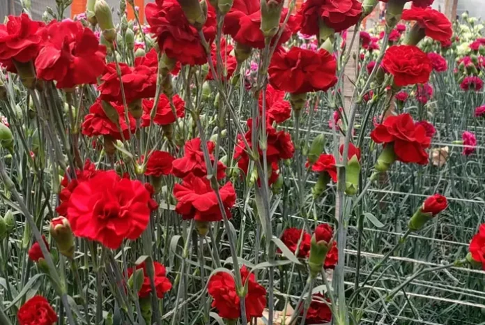 El cultivo del clavel para flor cortada en invernadero