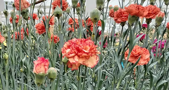 Cultivo del clavel uniflora para flor cortada en invernadero