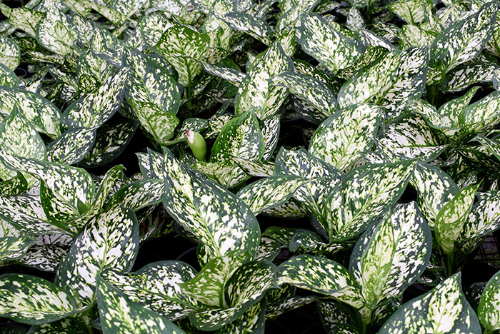 Cultivo de la Dieffenbachia compacta