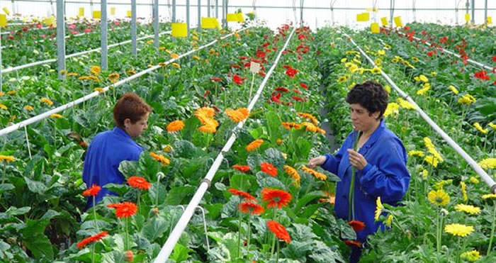 cultivo de flores de gerberas