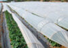 Cultivo de fresas