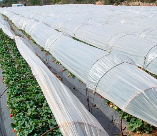 Cultivo de fresas