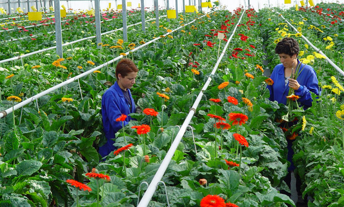 Cultivo de gerberas