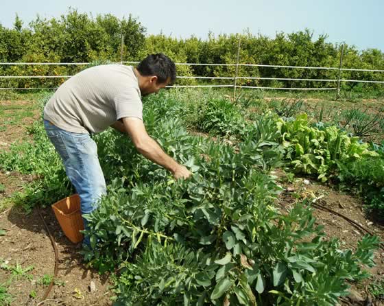 El cultivo de habas