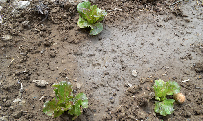 Cultivo de lechuga