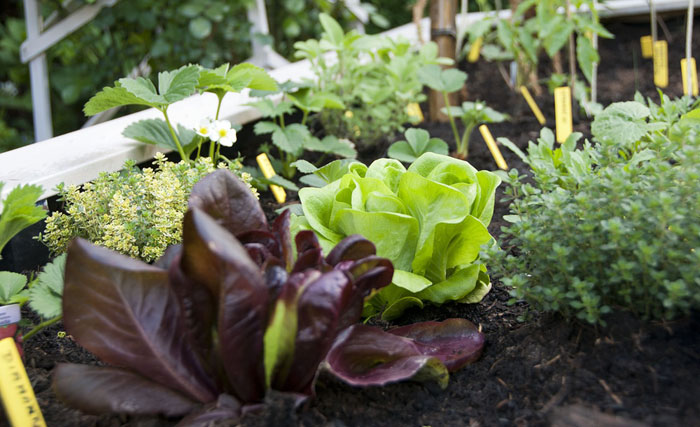 Cómo cultivar lechugas en casa