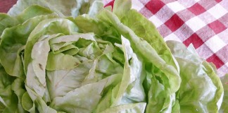 Cultivo de lechugas en casa