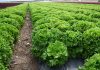Cultivo de lechugas en Murcia