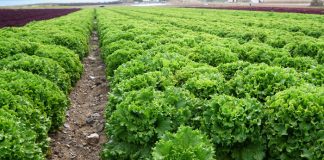 Cultivo de lechugas en Murcia