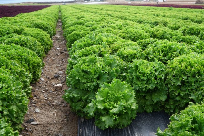 Cultivo de lechugas en Murcia